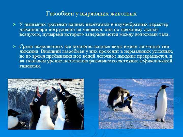     Газообмен у ныряющих животных Ø  У дышащих трахеями водных