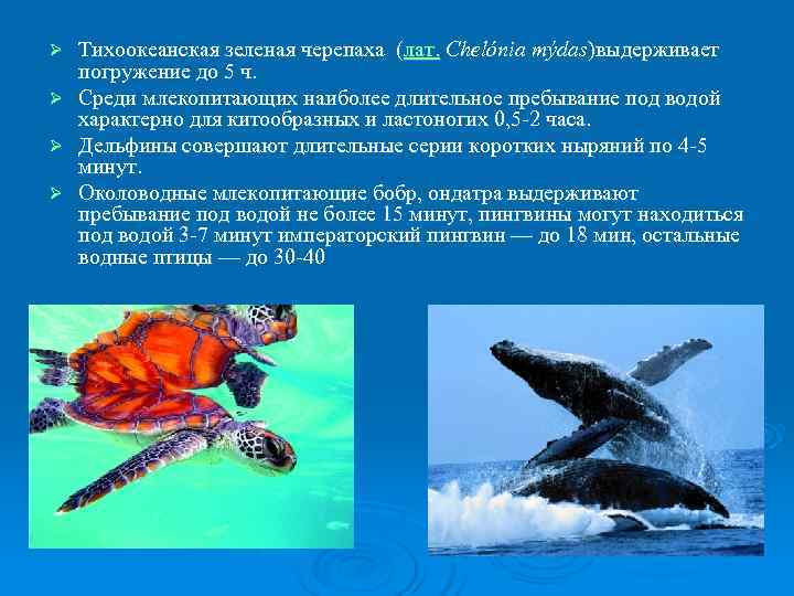 Ø Тихоокеанская зеленая черепаха (лат. Chelónia mýdas)выдерживает  погружение до 5 ч. Ø Среди