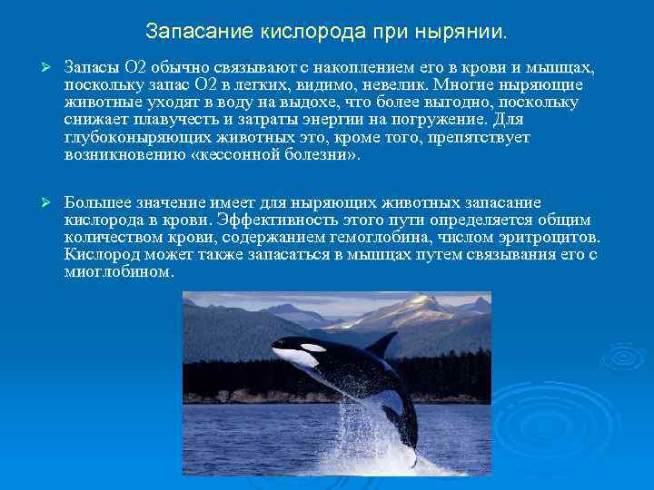    Запасание кислорода при нырянии. Ø  Запасы О 2 обычно связывают