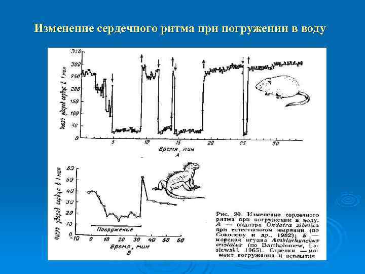 Изменение сердечного ритма при погружении в воду 