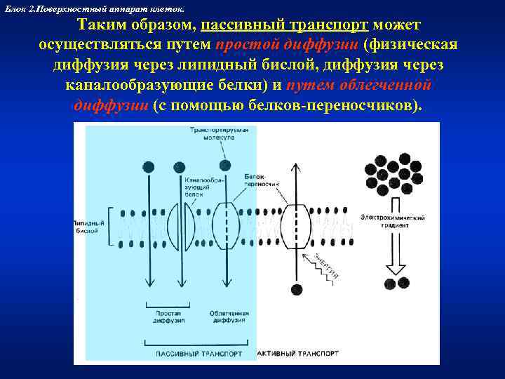 Блок 2. Поверхностный аппарат клеток.  Таким образом, пассивный транспорт может  осуществляться путем