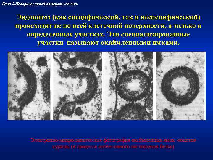 Блок 2. Поверхностный аппарат клеток.   Эндоцитоз (как специфический, так и неспецифический) 