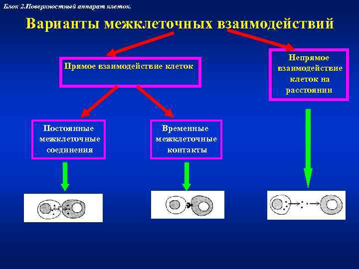 Блок 2. Поверхностный аппарат клеток.   Варианты межклеточных взаимодействий    