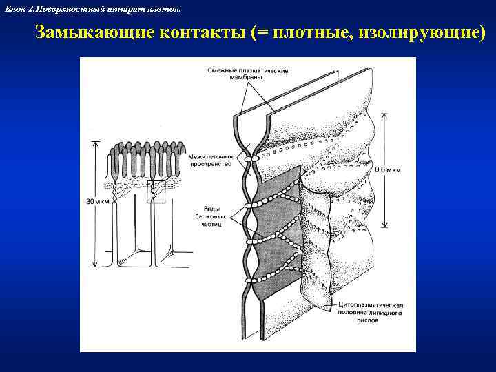 Блок 2. Поверхностный аппарат клеток.   Замыкающие контакты (= плотные, изолирующие) 