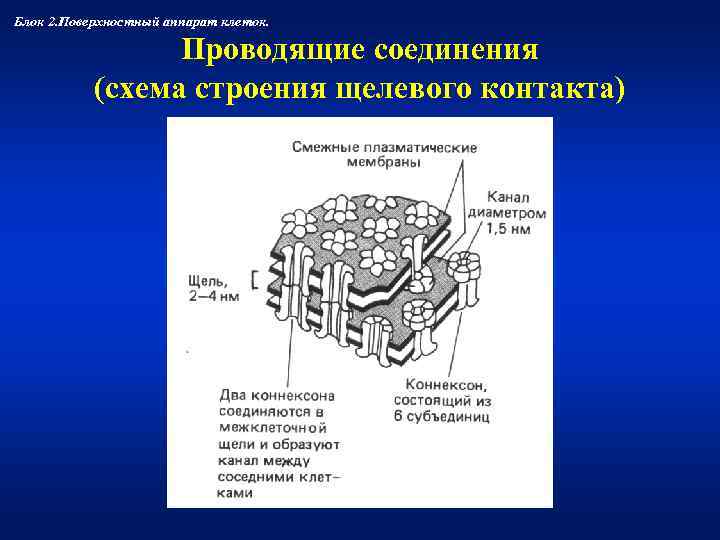 Блок 2. Поверхностный аппарат клеток.    Проводящие соединения  (схема строения щелевого