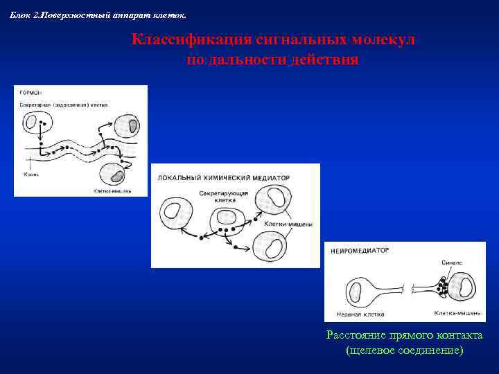 Блок 2. Поверхностный аппарат клеток.      Классификация сигнальных молекул 