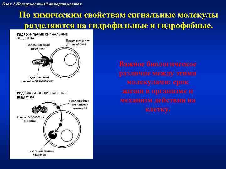 Блок 2. Поверхностный аппарат клеток.   По химическим свойствам сигнальные молекулы  