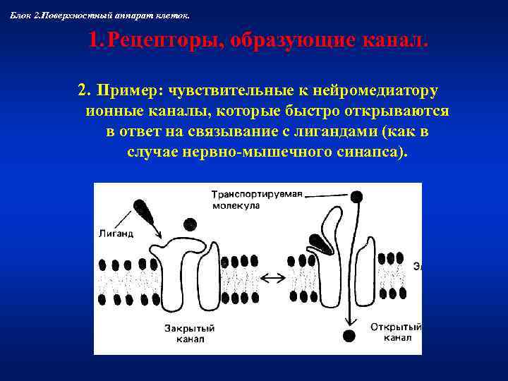Блок 2. Поверхностный аппарат клеток.   1. Рецепторы, образующие канал.   