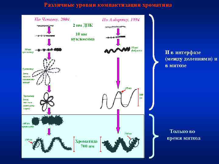 Различные уровни компактизации хроматина       И в интерфазе 
