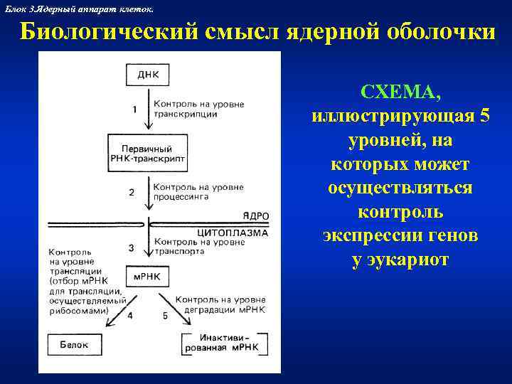 Блок 3. Ядерный аппарат клеток. Биологический смысл ядерной оболочки     