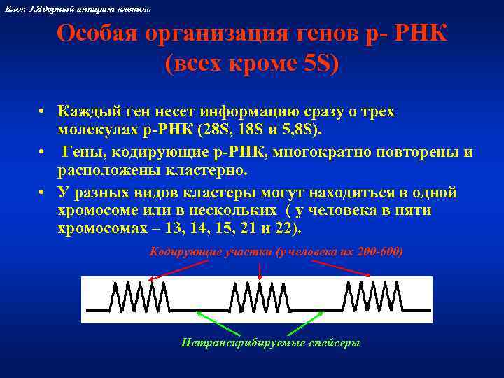Блок 3. Ядерный аппарат клеток.   Особая организация генов р- РНК  