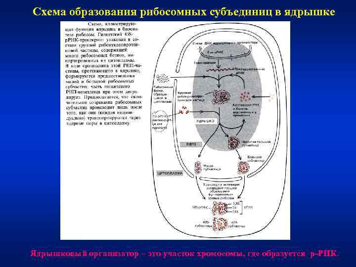Схема образования рибосомных субъединиц в ядрышке Ядрышковый организатор – это участок хромосомы, где образуется