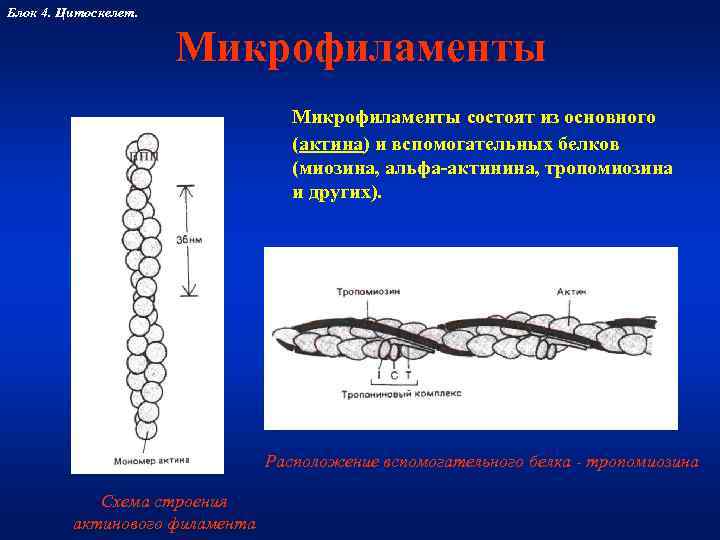 Блок 4. Цитоскелет.     Микрофиламенты состоят из основного   