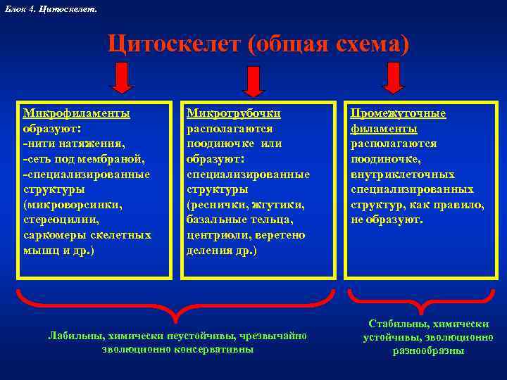 Блок 4. Цитоскелет.     Цитоскелет (общая схема) Микрофиламенты   Микротрубочки