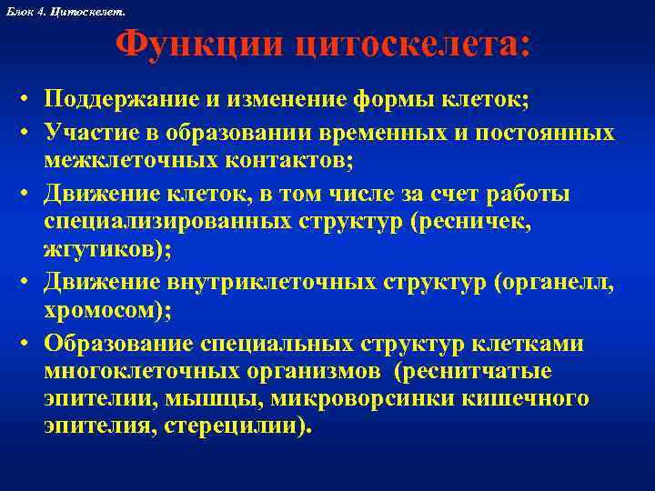 Блок 4. Цитоскелет.     Функции цитоскелета: • Поддержание и изменение формы