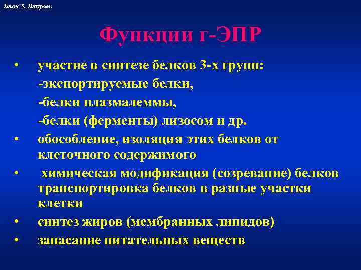 Блок 5. Вакуом.    Функции г-ЭПР •  участие в синтезе белков