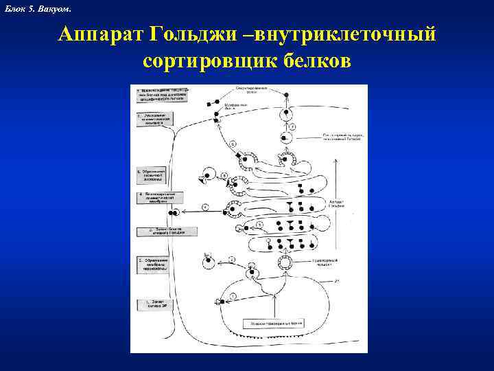 Блок 5. Вакуом.    Аппарат Гольджи –внутриклеточный    сортировщик белков