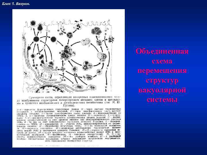 Блок 5. Вакуом.    Объединенная    схема   