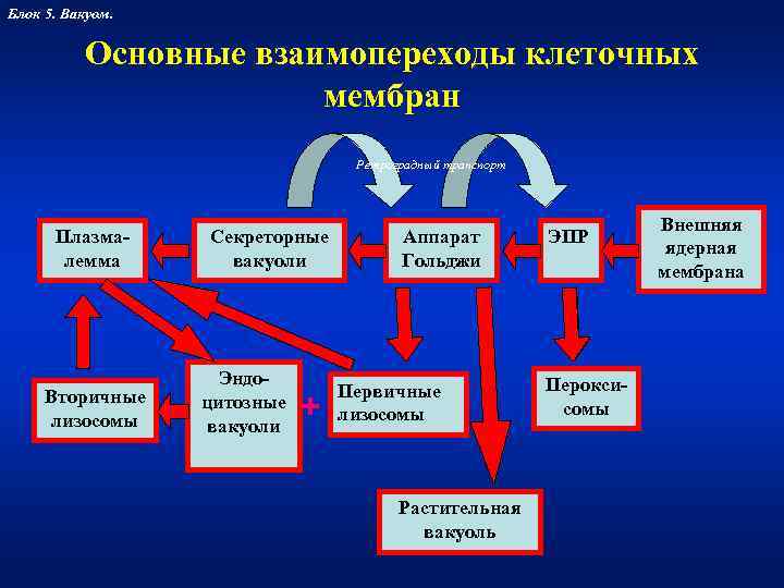 Блок 5. Вакуом.   Основные взаимопереходы клеточных    мембран  