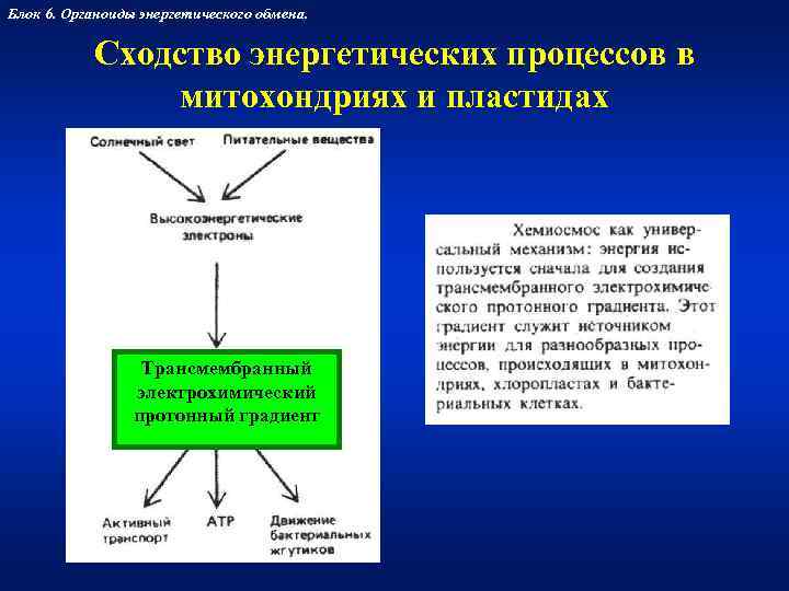 Блок 6. Органоиды энергетического обмена.    Сходство энергетических процессов в  