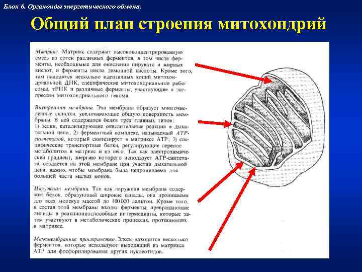 Блок 6. Органоиды энергетического обмена.   Общий план строения митохондрий 