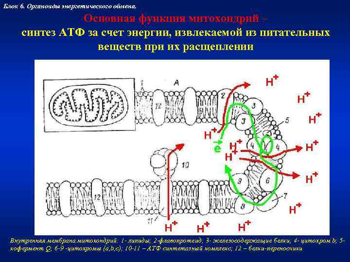 Синтез белка в митохондриях. Синтез АТФ В митохондриях. Синтез АТФ на внутренней мембране митохондрий. Основная функция митохондрий это Синтез. Синтез энергии в митохондриях.