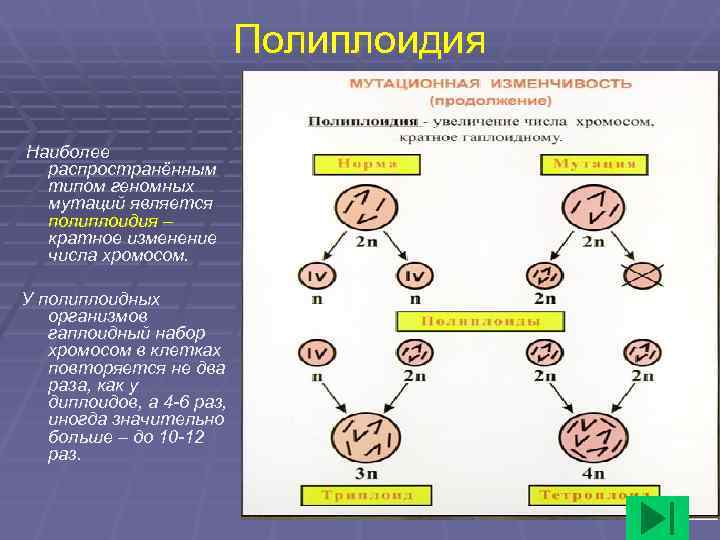 Изменение числа гаплоидного набора