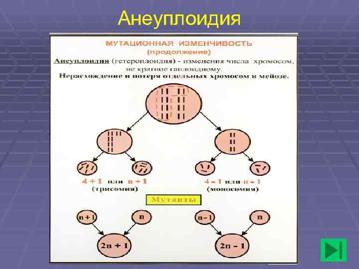 Анеуплоидия 