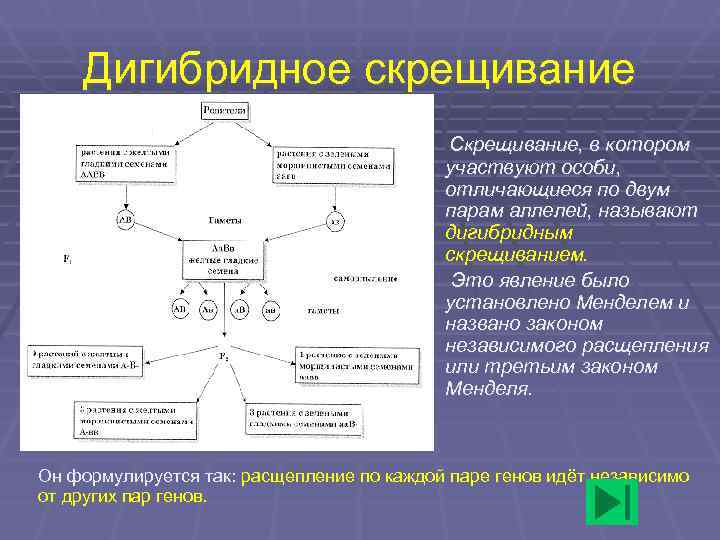   Дигибридное скрещивание    Скрещивание, в котором    участвуют
