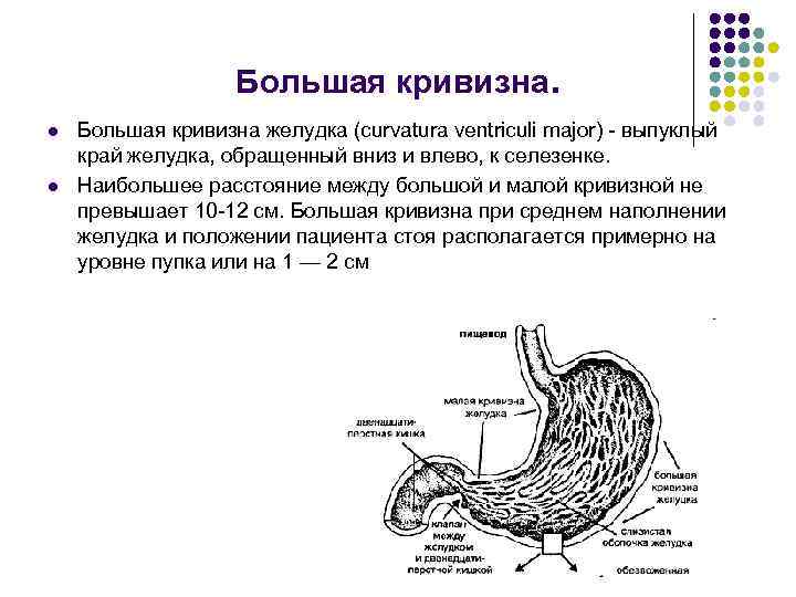 Какое животное имеет изображенный на рисунке желудок