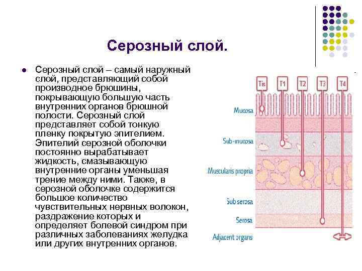 Серозная жидкость. Серозный слой. Серозная оболочка функции. Строение серозной оболочки. Серозная оболочка ткань.