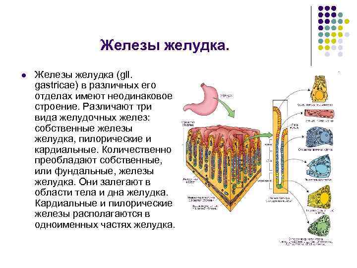 Железы желудка. l Железы желудка (gll. gastricae) в различных Железы желудка. l Железы желудка (gll. gastricae) в различных