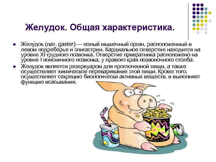 Желудок. Общая характеристика. l Желу док (лат. gaster) — полый мышечный орган, Желудок. Общая характеристика. l Желу док (лат. gaster) — полый мышечный орган,