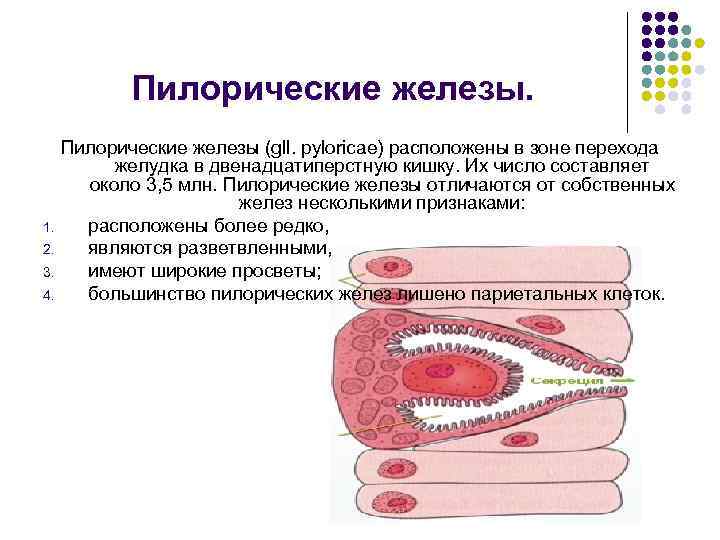 Пилорические железы (gll. pyloricae) расположены в зоне перехода желудка в двенадцатиперстную Пилорические железы (gll. pyloricae) расположены в зоне перехода желудка в двенадцатиперстную