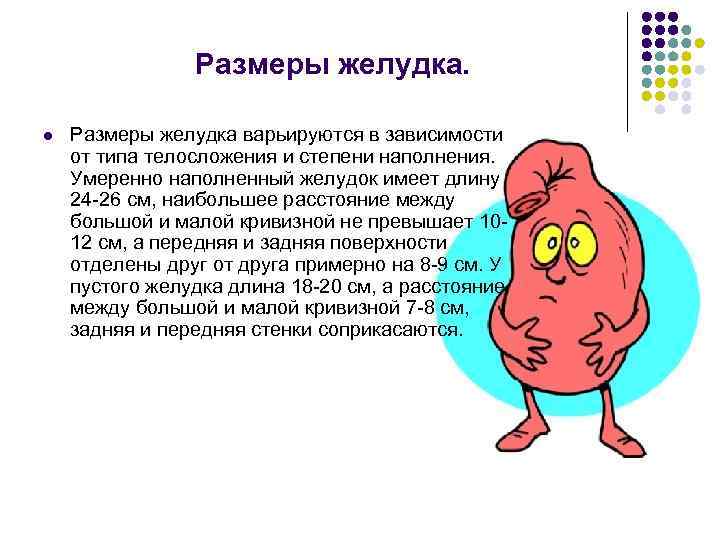 Размеры желудка. l Размеры желудка варьируются в зависимости Размеры желудка. l Размеры желудка варьируются в зависимости