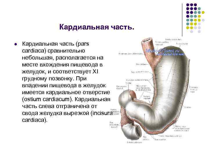 Кардиальный латынь. Отделы желудка кардиальная часть. Кардиальная часть желудка латынь. PH кардиального отдела желудка.