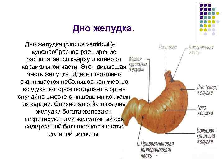 Частями желудка являются. Строение желудка анатомия. Название отделов желудка.