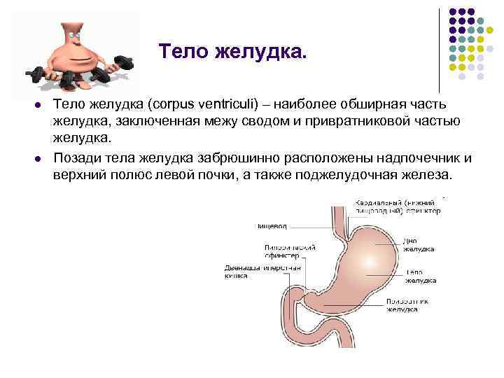 Н 3 тела желудка