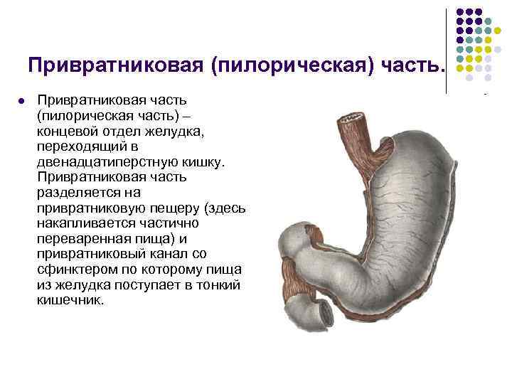 Пилорическая часть желудка. Пилорический отдел желудка скелетотопия. Пилорический рефлекс желудка. Привратниковая пещера желудка анатомия. Пилорический сфинктер желудка.