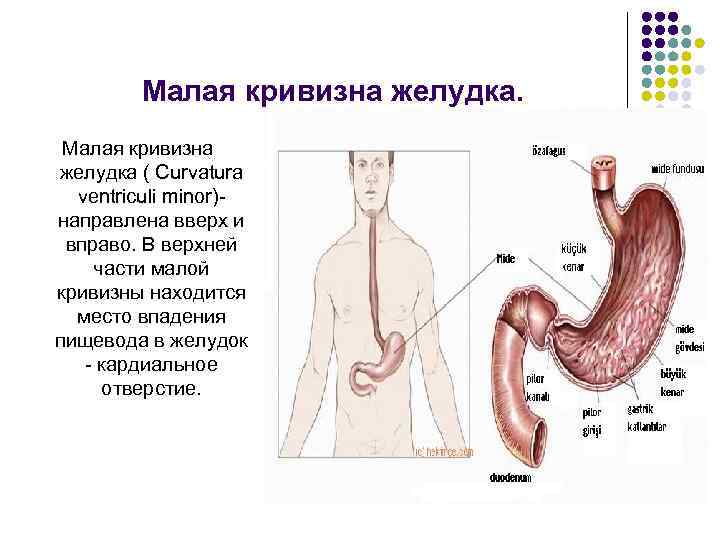 Зно пищевода карта вызова