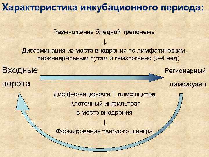 Характеристика инкубационного периода:    Размножение бледной трепонемы     ↓