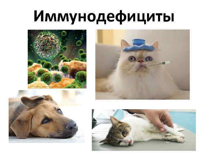 Иммунодефициты 