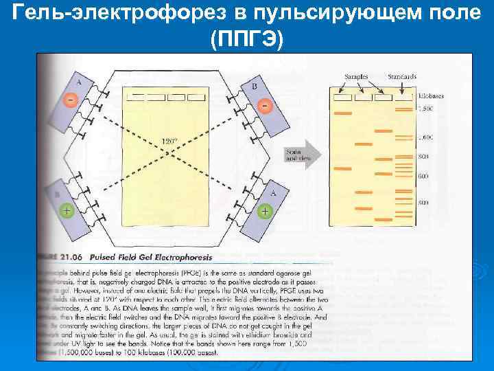 Гель-электрофорез в пульсирующем поле   (ППГЭ) 