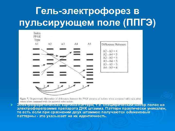   Гель-электрофорез в пульсирующем поле (ППГЭ)  Ø  Электрофоретическая картина-паттерн, т. е.