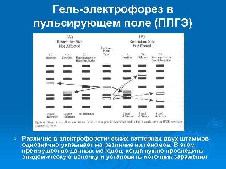    Гель-электрофорез в   пульсирующем поле (ППГЭ) Ø  Различие в