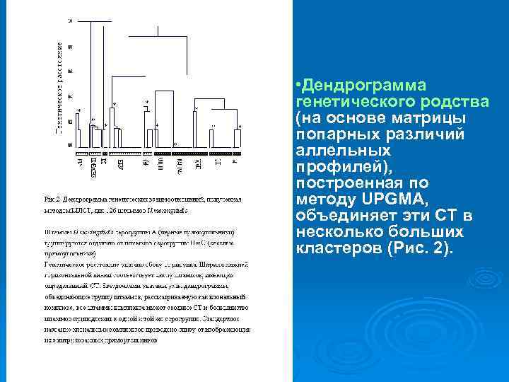  • Дендрограмма генетического родства (на основе матрицы попарных различий аллельных профилей),  построенная
