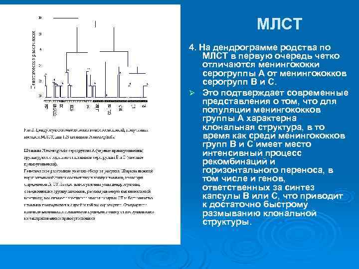    МЛСТ 4. На дендрограмме родства по МЛСТ в первую очередь четко