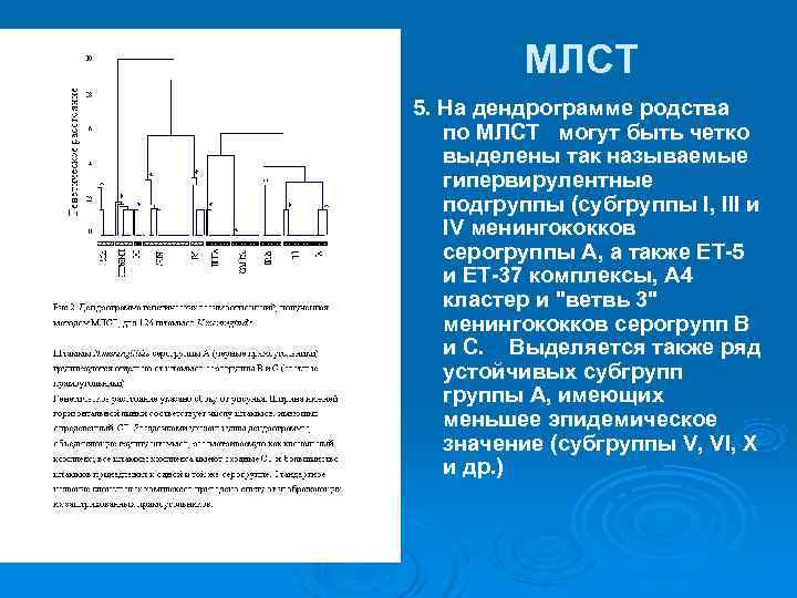    МЛСТ 5. На дендрограмме родства по МЛСТ  могут быть четко