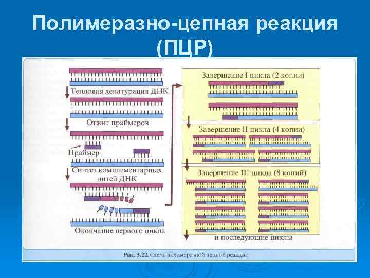 Полимеразно-цепная реакция  (ПЦР) 