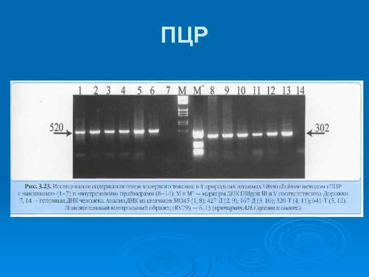 ПЦР 